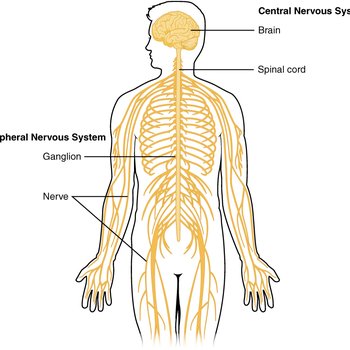 Central Nervous System