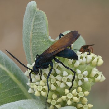Tarantula Hawk