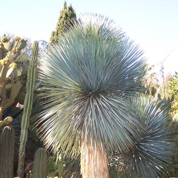Yucca Rose